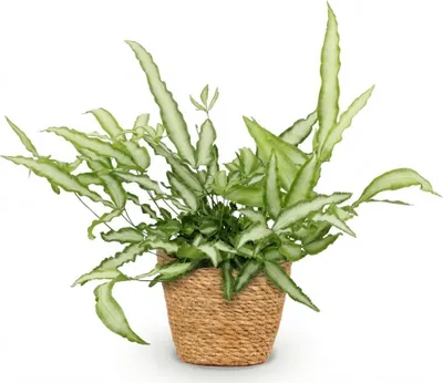 Zdjęcie produktu dla Pteris Cretica Albolineata Paproc miecznikowa Roslina doniczkowa z koszykiem