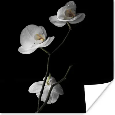 Produktbild von MuchoWow® Poster Orchidee - Blumen - Schwarz - Weiß - Stilleben 100x100 cm - Babyzimmer