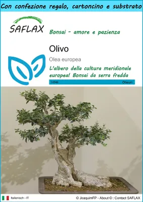 Immagine prodotto di SAFLAX Set regalo - Olivo - 20 semi - Olea