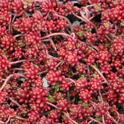 Obrázok produktu pre 6 x červený rozchodník  - Sedum album 'Coral Carpet'  | Kvetináč 9 cm x 9 cm