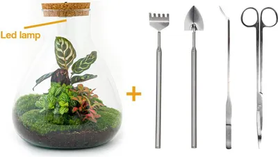 Produktbild von Diy Terrarium - Sam Calathea mit Licht - ↕ 30 Cm