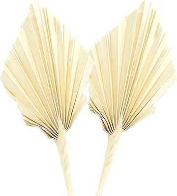 Produktbild von Palmspear mini gebleicht, 50 St Trockenfloristik Dekoration für Tischgestecke, Trauerstrauß & Wanddeko, 50 Stück