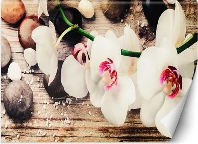 Produktbild von Vlies fototapete Orchidee zen feng shui 450x315 cm Feeby Beige inkl. Kleber einfache Montage