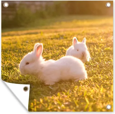 Produktbild von MuchoWow® 100x100 cm Outdoor-Poster Gartendeko Sichtschutz Garten Poster für den Garten  Kaninchen - Baby - Weiß