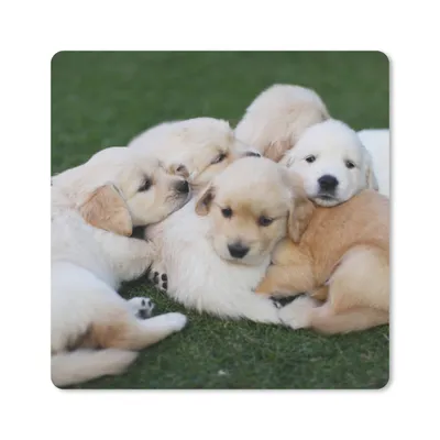 Produktbild von MuchoWow® Mauspad Mousepad Tiere - Welpen - Hunde 20x20 cm - Mousepads - Maus Mat - Pad - Mausunterlage - Desk Mat - Bureauartikeln
