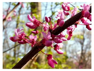 Produktbild von Cercis canadensis Pflanze 5-10cm