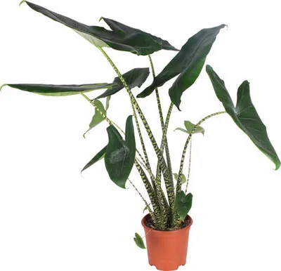 Obrázek produktu pro Alokázie FloraSelf Alocasia 'Zebrina' výška 80-100 cm květináč Ø 21 cm