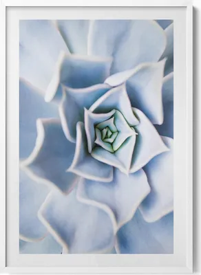 Produktbild von Eine Blume pflanzen– Wandbild mit Rahmen – Gerahmtes Bild  – Wanddekoration – 70x100 cm –  Weiß Rahmen