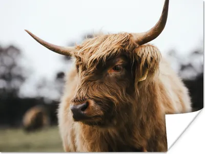 Produktbild von MuchoWow® Poster Schottischer Highlander - Tiere - Hörner 160x120 cm - Foto Plakat