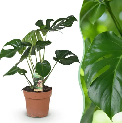 Produktbild von Monstera Deliciosa - Lochpflanze - Pflegeleicht - Grün - 50-55cm - Ø17cm - Zimmerpflanze - Immergrün
