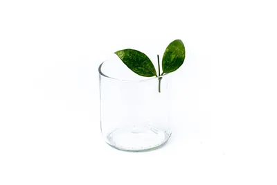 Obrázok produktu pre Gardners Hoya carnosa Gracilis - odrezky na zakorenenie