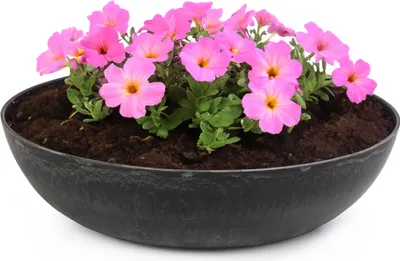 Produktbild von Runde bauchige 37 cm Pflanzschale für draussen, schwarz marmoriert