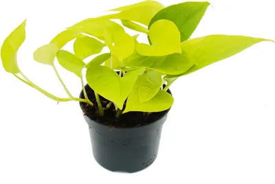 Obrázok produktu pre brečtan žltozelený - Epipremnum Golden Pothos - Scindapsus - črepník 12 cm - izbová rastlina