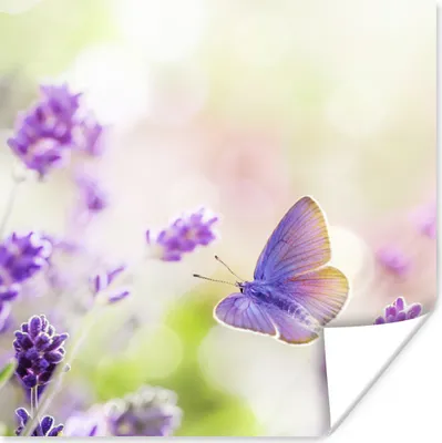 Produktbild von MuchoWow® Poster Lavendel - Schmetterling - Blumen 50x50 cm - Wohnzimmerdekoration