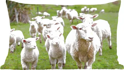 Produktbild von MuchoWow® Zierkissen Sofakissen Wohnzimmer Dekokissen 60x40 cm Schafe - Gras - Lamm - Kopfkissen - Polster mit Foto