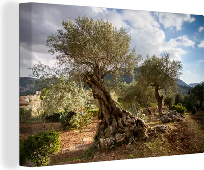 Produktbild von OneMillionCanvasses® - Leinwandbilder - 150x100 cm, Ein alter Olivenbaum, Wandbilder Kunstdruck Wanddekoration