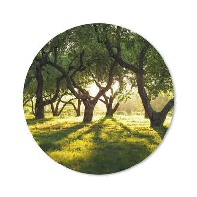 Produktbild von MuchoWow® Mauspad Mousepad Bäume - Natur - Sonne 20x20 cm - Mousepads - Maus Mat - Pad - Mausunterlage - Schreibtischmatte