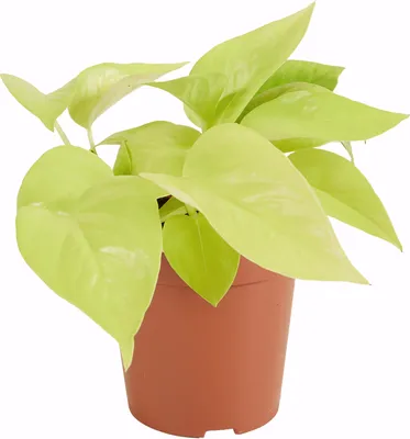 Bloomique - Lot De 2 - Scindapsus Aureum - Pothos Doré - Plante Suspendue - Plante D'intérieur - Plante Grimpante - Facile D'entretien - Purificatrice D'air - Hauteur 10-20 Cm - Pot 12 Cm