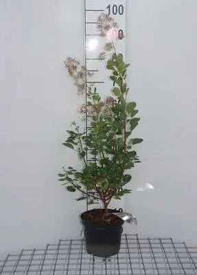 Image de Cotinus cogg. 'Young Lady'® - Arbuste à perruque Young Lady 40- 60 cm Conteneur