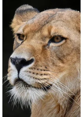 Image de Tableau sur toile portrait lionne 30x45 cm, Tableau mural moderne pour décoration intérieure