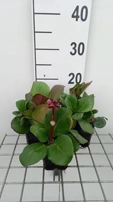 Produktbild von 6 x  Bergenia cord. 'Rotblum' - pseudodictamnus - Topf 9 x 9 cm