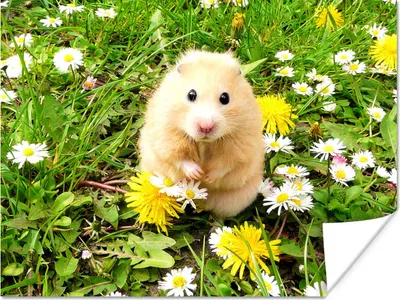 Produktbild von MuchoWow® Poster Hamster zwischen Blumen 160x120 cm - Foto Plakat