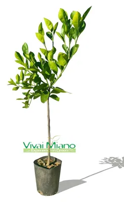 Imagen del producto de Planta de naranja vainilla o naranja dulce