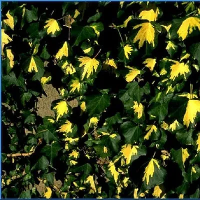 Immagine prodotto di 2 x  Efeu  - Hedera helix 'Goldheart'  | 50-60 cm in vaso
