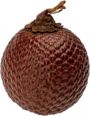 Produktbild von Laranja Nuss Größe ca. 5cm | Mauritia flexuosa