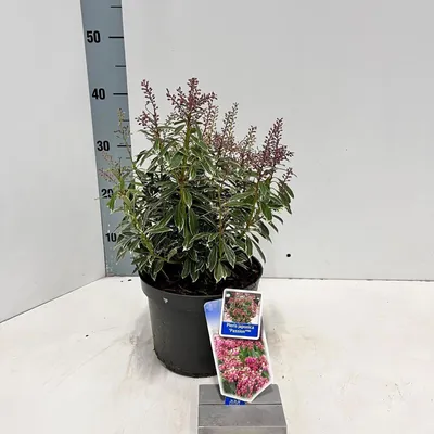 Zdjęcie produktu dla Pieris jap. 'Passion' PBR – dzwonek cieniolubny | 20–25 cm w doniczce
