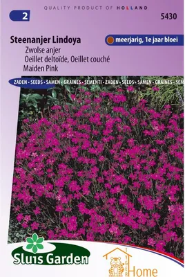 Immagine prodotto di Steenjager Lindoya Zwolle Semi di garofano - alta qualità per garofani colorati e resistenti nel giardino