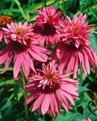 Produktbild von Echinacea purpurea 'Doppeldecker', Sonnenhut, rosa, ca. 9x9 cm Topf