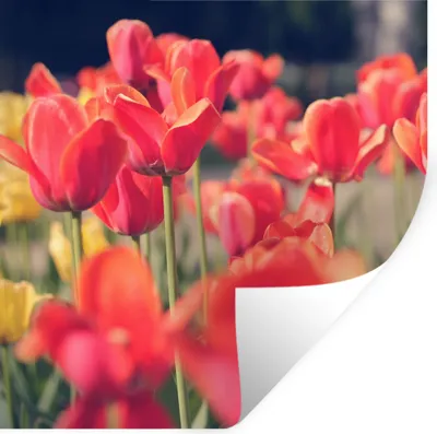 Produktbild von MuchoWow® Wandtattoo Wandsticker Wandaufkleber Tulpen - Blumen - Natur 30x30 cm Selbstklebend und Repositionierbar - Repositionierbar - Wasser abweisend