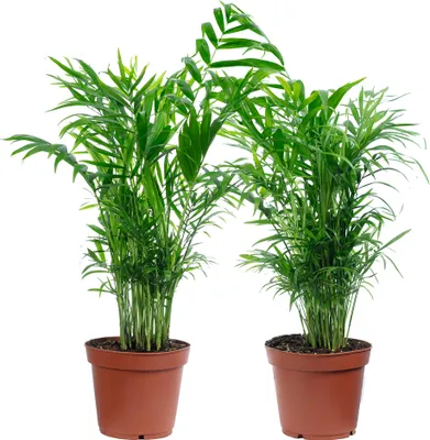 Produktbild von 2er-Set Bergpalme - pflegeleichte Zimmerpflanze, Chamaedorea elegans - Höhe ca. 70 cm, Topf-Ø 17 cm