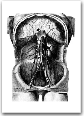 Produktbild von Poster - Canvas - Leinwand - 59,4 cm x 84,1 cm - Fotoposter - Leinwandkunst - Skelett Illustration