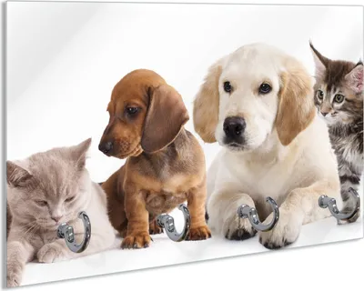 Produktbild von Wallario Schlüsselbrett aus Glas, Motiv: Hundewelpen und Katzenjunge, 30 x 20 cm mit 4 Haken