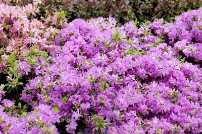 Produktbild von Rhododendron obt. 'Diamant Enzianblau', enzianblau, 15–20 cm