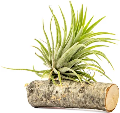 Obrázek produktu pro Gardners Tillandsia ionantha green na dřevěném kmínku