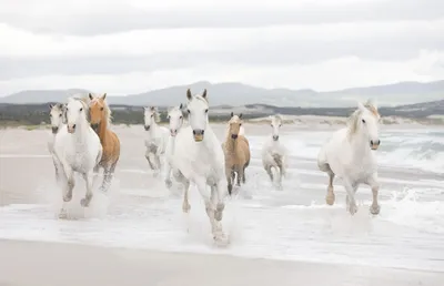 Obrázok produktu pre Komar White Horses Fototapeta Grauweiß - 611050 - 368 x 254 cm