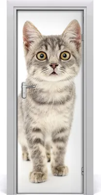 Produktbild von Tulup Türaufkleber 75x205 cm Dekorative Aufkleber Selbstklebend Wasserdichte Tapete Abnehmbar Schlafzimmer Wohnzimmer Wohnkultur - Katze graue Wand