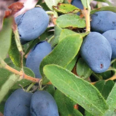 Produktbild von Kamtschatka-Heckenkirsche Wojtek 2L