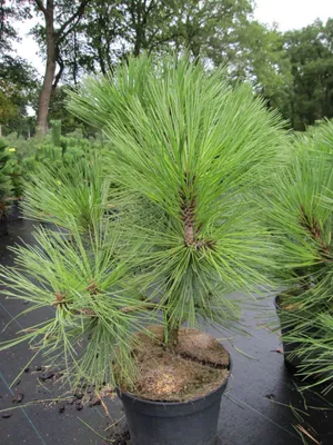 Produktbild von Pinus jeffreyi Joppi - Blaukiefer Joppi - 30-40cm