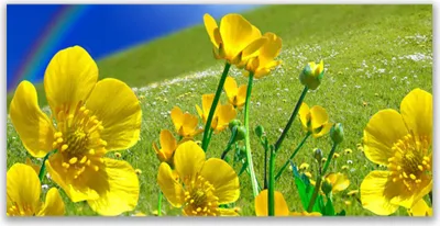 Produktbild von Glasbilder 140x70 Wandbild Druck auf Glas Wiese Blumen Regenbogen Natur