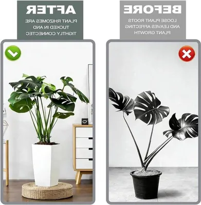 20-teiliges Set Pflanzenstützen für Stauden - Stängelhalter zur Unterstützung von Monstera, Rosen, Tomaten und Blumen in 4