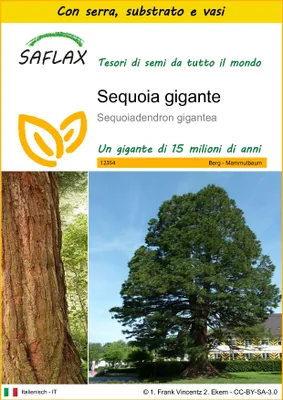 Immagine prodotto di SAFLAX Insieme di coltivazione - Sequoia gigante - 50 semi - Sequoiadendron