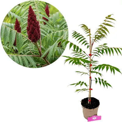 Produktbild von Rhus typhina, Samtbaum, Höhe 80 cm, 2-Liter-Topf