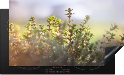 Produktbild von KitchenYeah© Herdabdeckplatte Wintersonnenlicht beleuchtet Thymianpflanzen in der Natur , 91x52cm, Küche Deko, Glaskeramikkochfeld Herdabdeckung, Abdeckplatte fùr Kochfeld