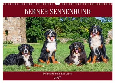 Produktbild von Berner Sennenhund - Der beste Freund fürs Leben (Wandkalender 2027 DIN A3 quer), CALVENDO Monatskalender