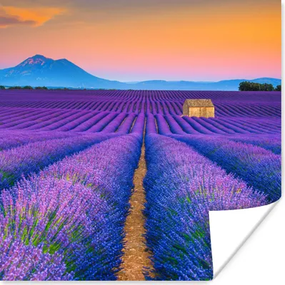Produktbild von MuchoWow® Poster Lavendel - Lila - Blumen 50x50 cm - Wohnzimmerdekoration