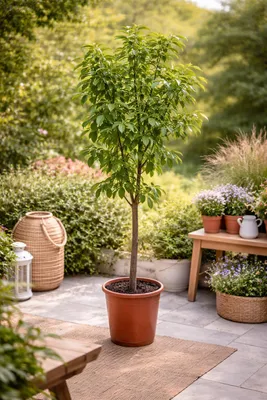 A potted tree is placed on a patio with other decorative items.
